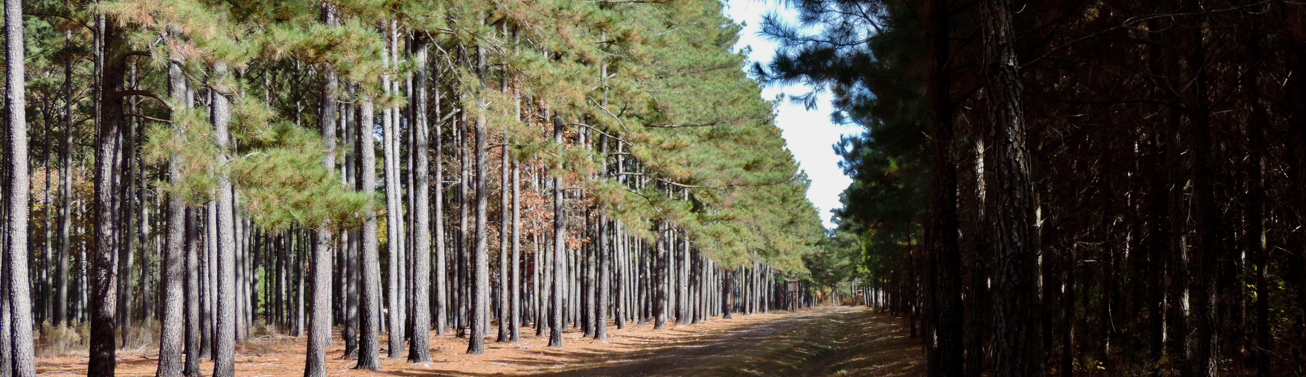 NC State Extension Forestry