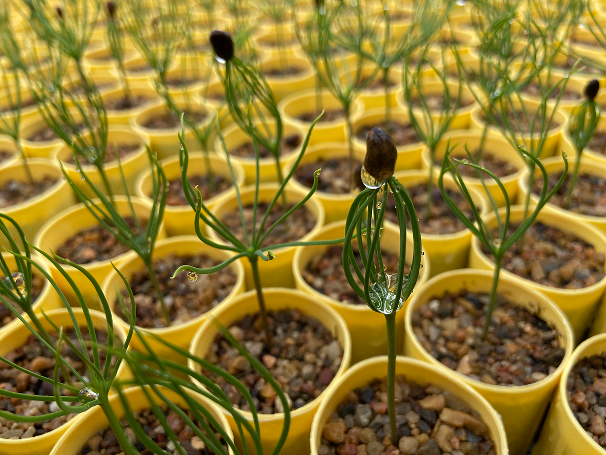 Webinar Preview Image