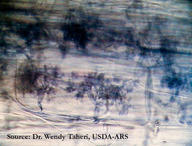 Webinar Preview Image