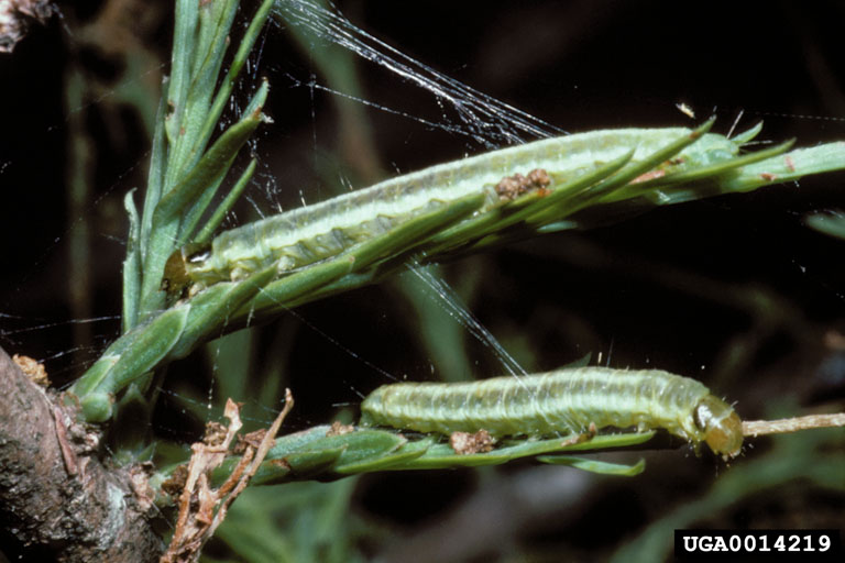 Webinar Preview Image