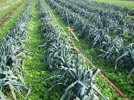 Webinar Preview Image