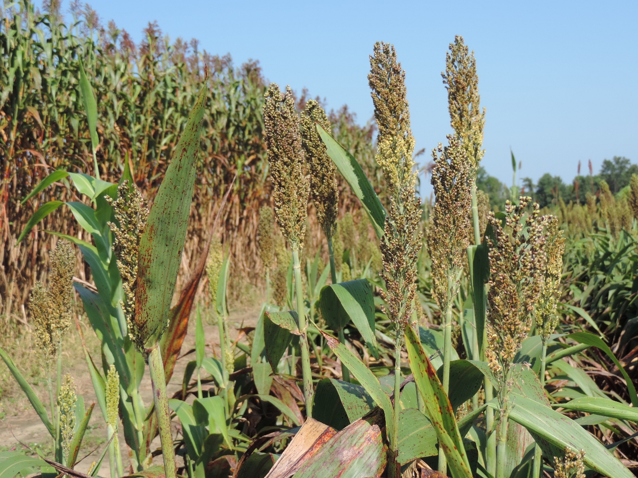 Webinar Preview Image