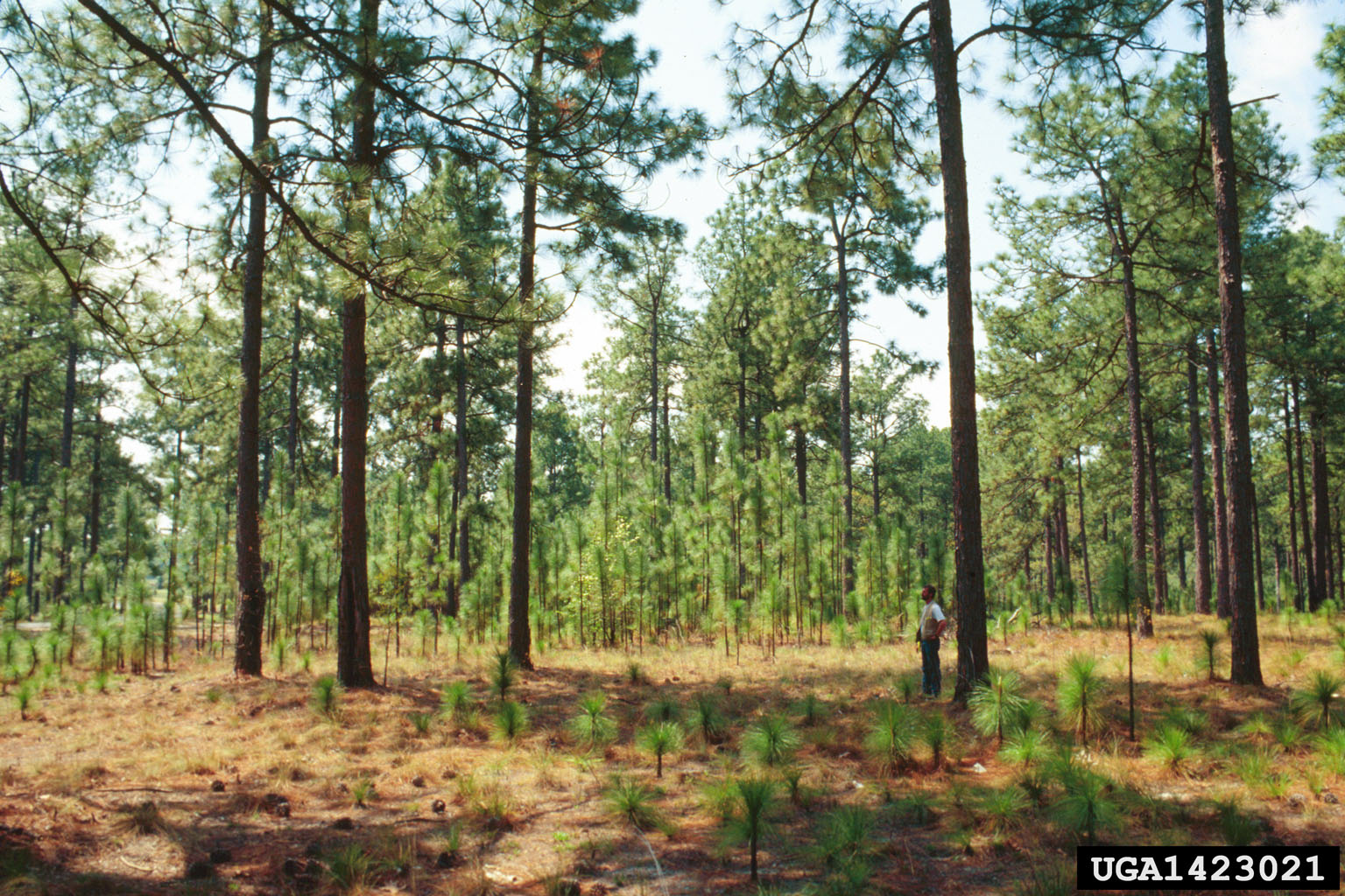 Webinar Preview Image