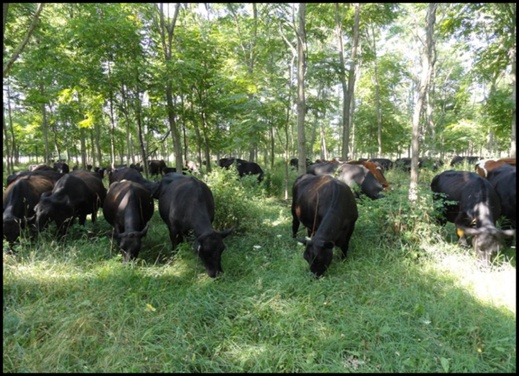 Webinar Preview Image