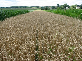 Webinar Preview Image