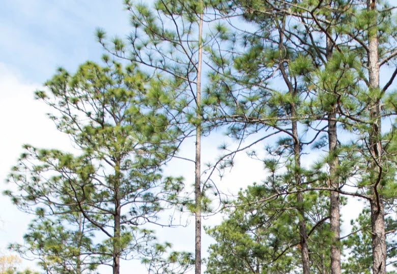 Webinar Preview Image