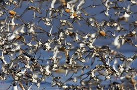 Webinar Preview Image