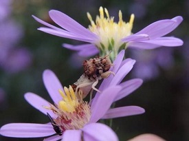 Webinar Preview Image