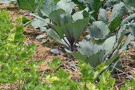 Webinar Preview Image