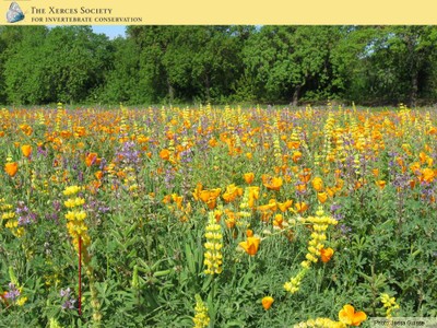 Pollinator Habitat image