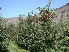 Webinar Preview Image