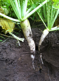 Webinar Preview Image