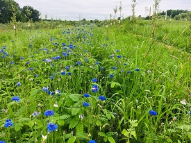 Webinar Preview Image