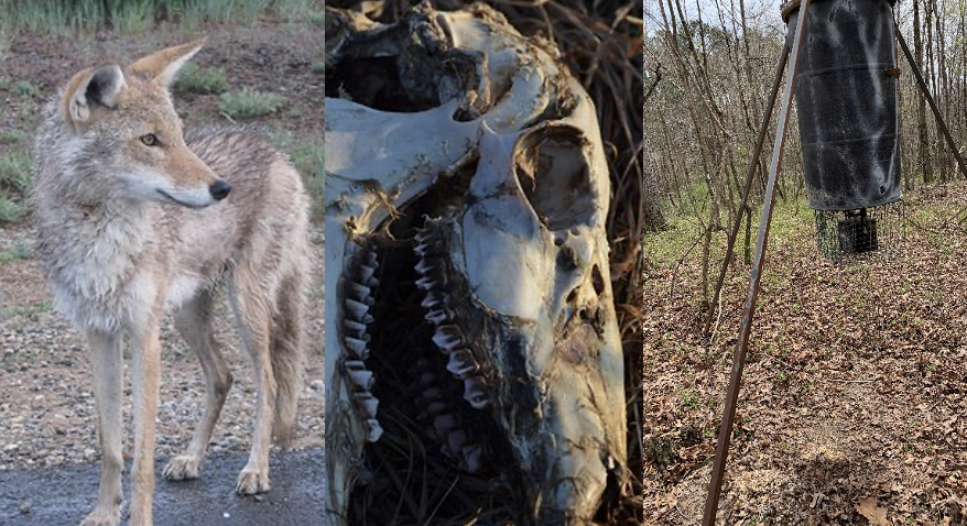 Webinar Preview Image