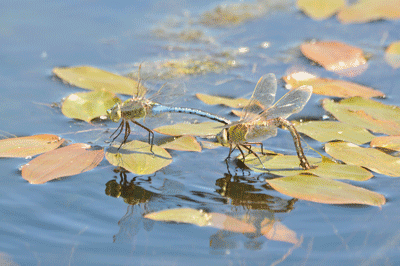 Dragonfly conservation