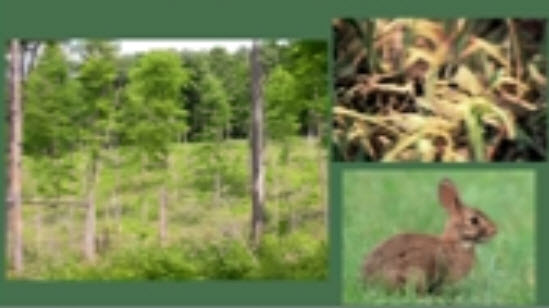 Webinar Preview Image