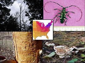 Webinar Preview Image