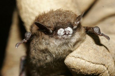 White-nose Syndrome image