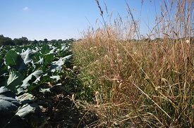 Webinar Preview Image