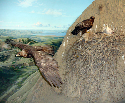 Golden eagle nest scene image