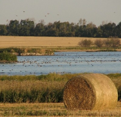 Wetland image