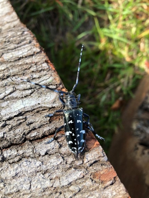 Webinar Preview Image