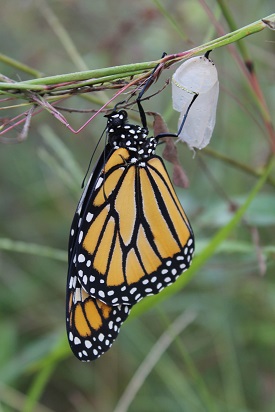 Webinar Preview Image