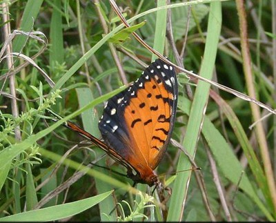 Wildlife habitat image