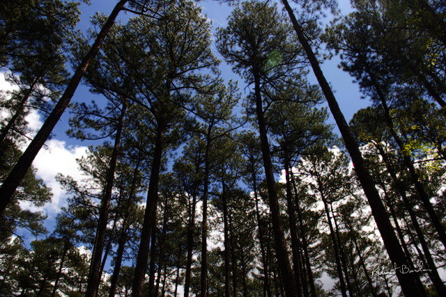 Webinar Preview Image