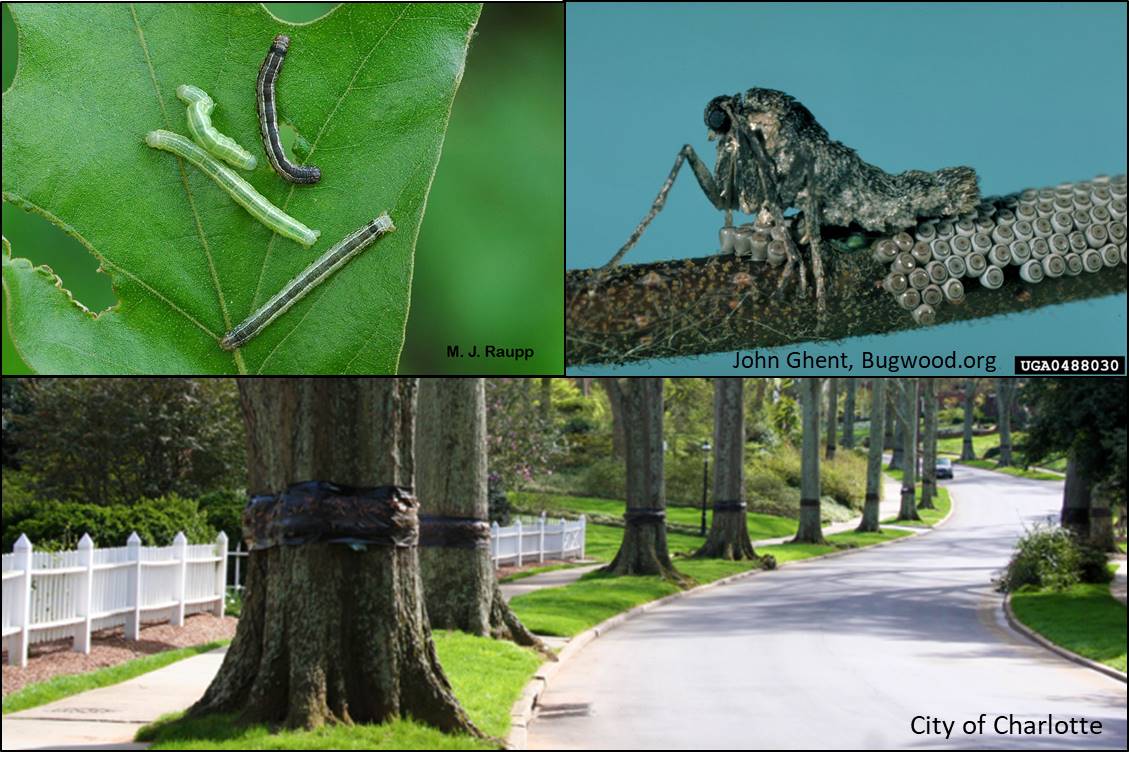 Webinar Preview Image