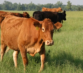 Webinar Preview Image