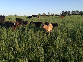 Webinar Preview Image