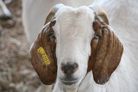 Webinar Preview Image