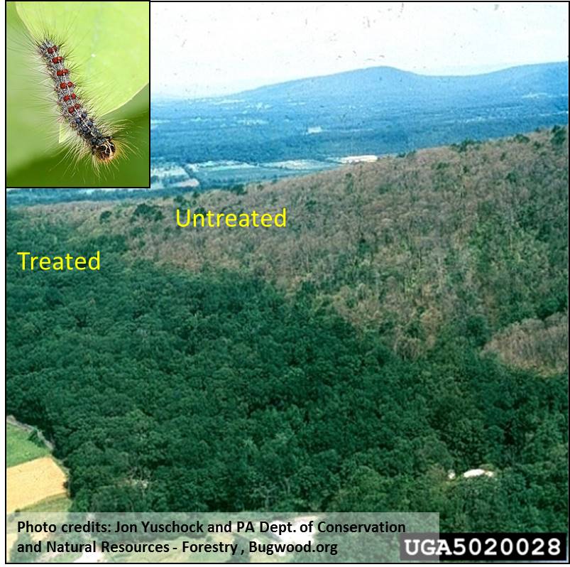 Webinar Preview Image