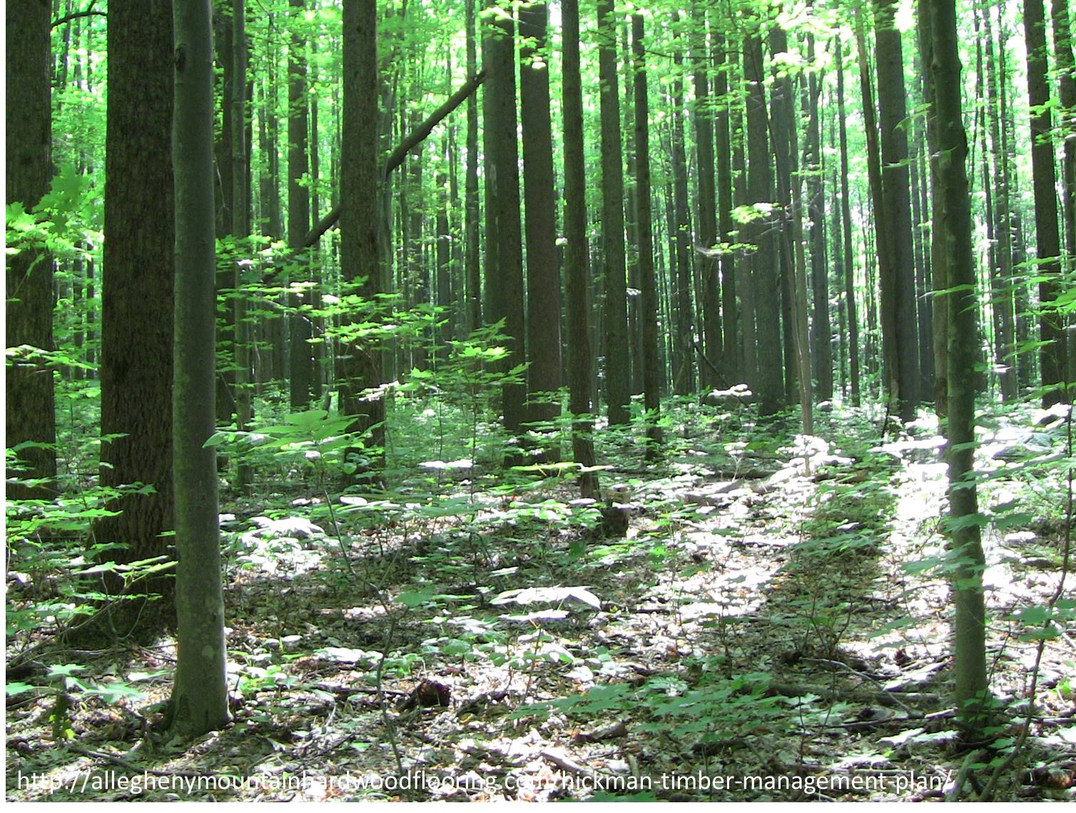 Webinar Preview Image