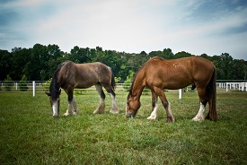 Webinar Preview Image