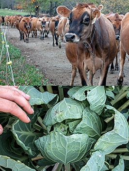 Webinar Preview Image