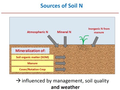 In-season Adaptive N image