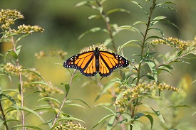 Webinar Preview Image