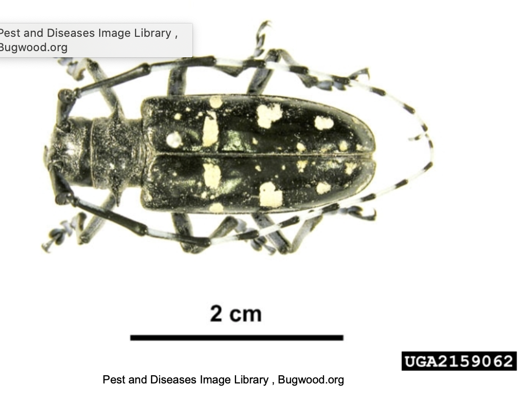 Webinar Preview Image