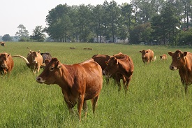 Webinar Preview Image