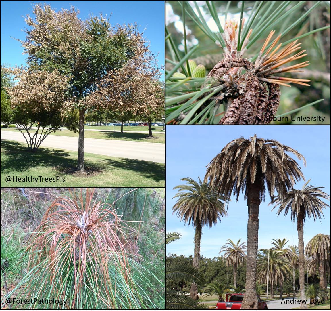 Webinar Preview Image