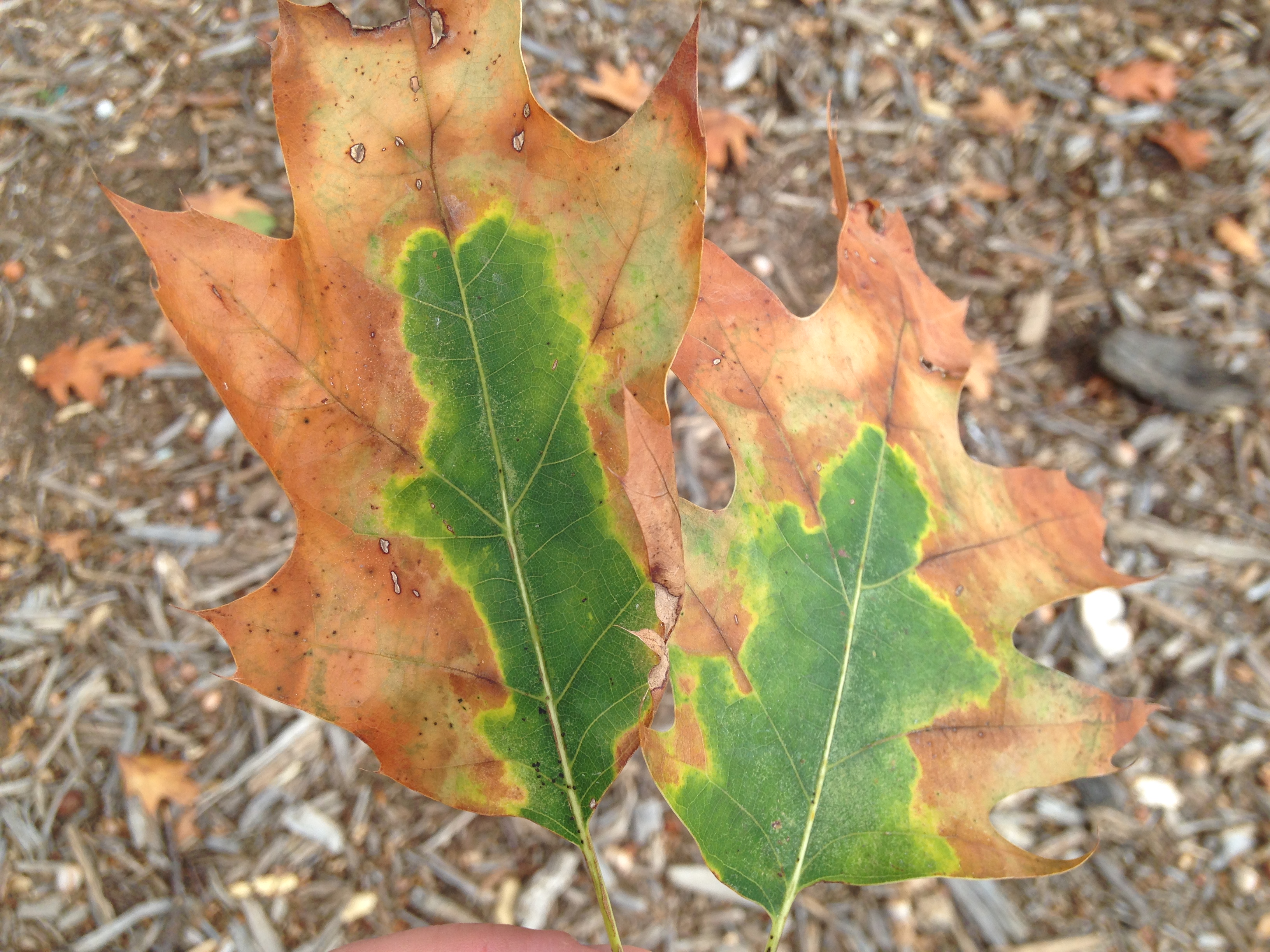 Webinar Preview Image