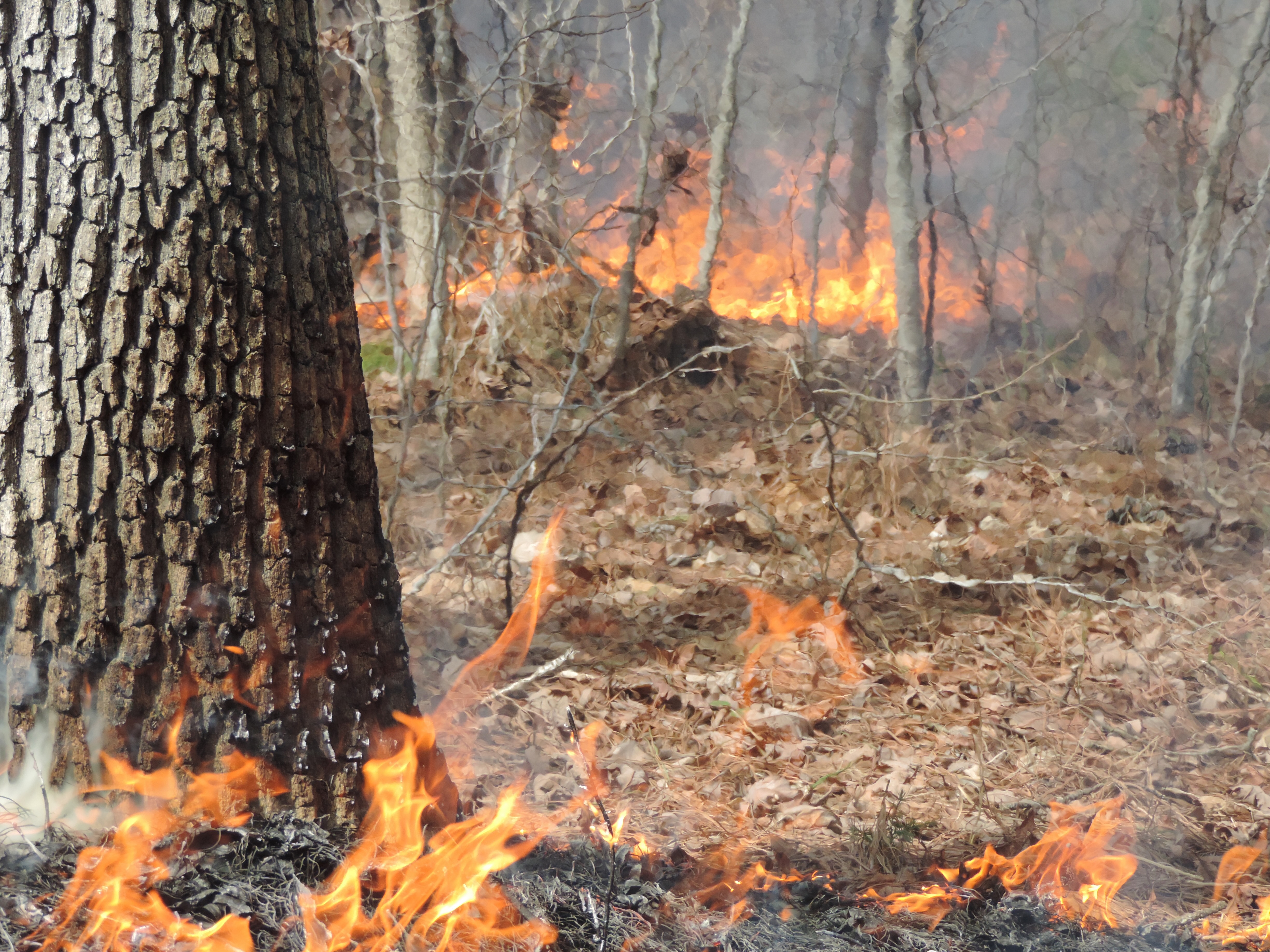 Webinar Preview Image