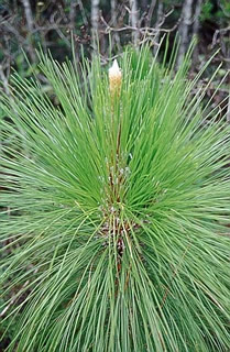 Webinar Preview Image