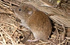 Webinar Preview Image