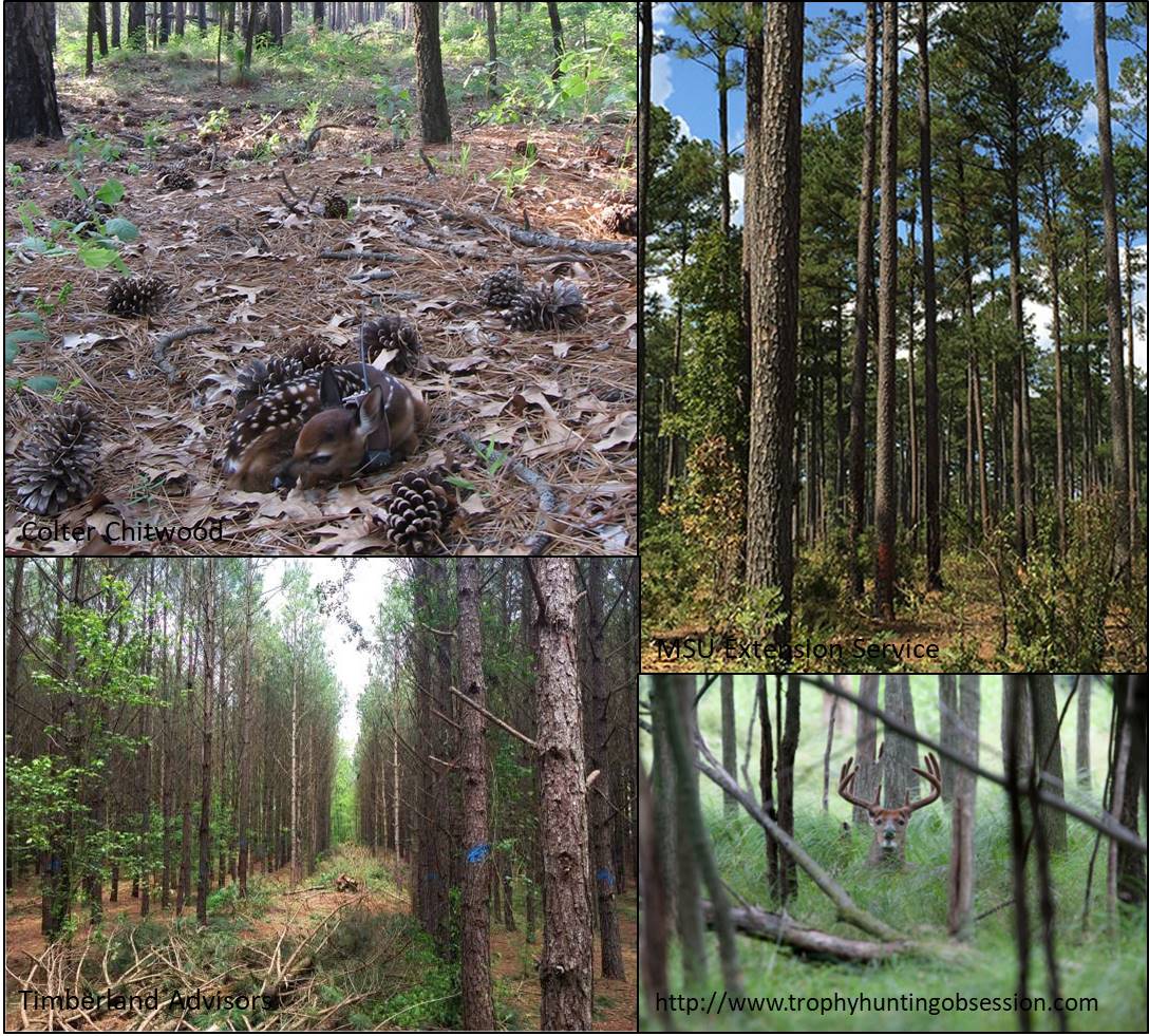 Webinar Preview Image