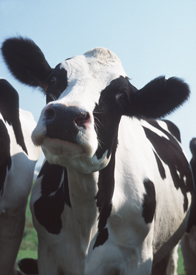 Webinar Preview Image