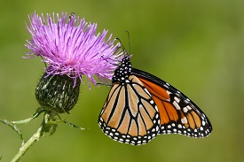 Webinar Preview Image