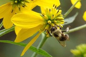 Webinar Preview Image